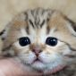 Шотландский котенок ЗОЛОТАЯ ШИНШИЛЛА объявление Продам уменьшенное изображение 1