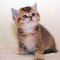 ЗОЛОТАЯ ШИНШИЛЛА шотландский котенок объявление Продам уменьшенное изображение 1