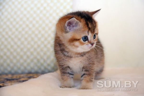 ЗОЛОТАЯ ШИНШИЛЛА шотландский котенок объявление Продам уменьшенное изображение 