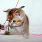 ЗОЛОТАЯ ШИНШИЛЛА шотландский котенок объявление Продам уменьшенное изображение 4