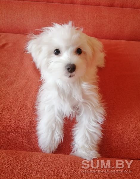 Милый щенок Мальтийской болонки объявление Продам уменьшенное изображение 