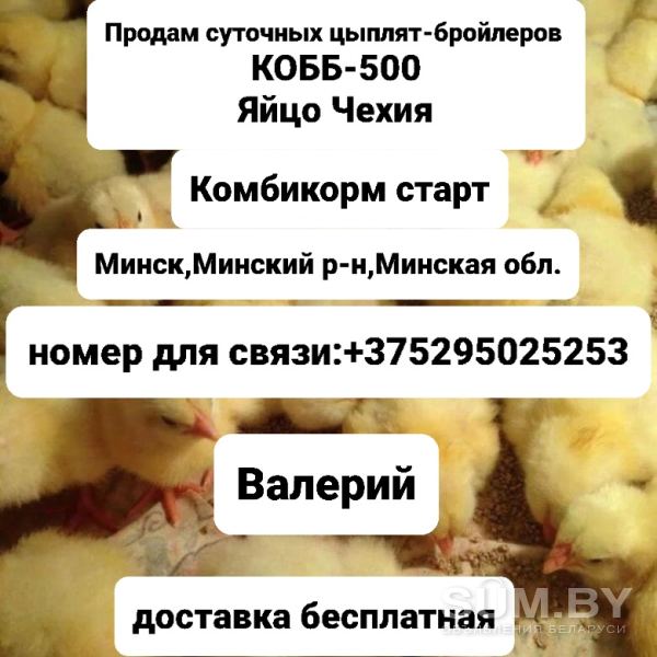 Цыплята-бройлеры, комбикорм