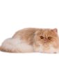Персидский кот объявление Продам уменьшенное изображение 1