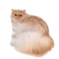 Персидский кот объявление Продам уменьшенное изображение 2