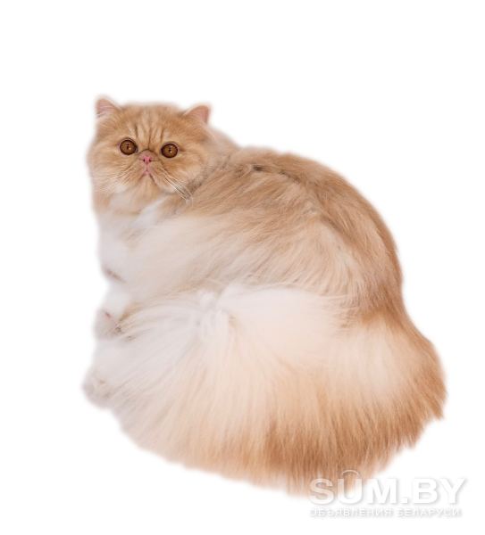 Персидский кот объявление Продам уменьшенное изображение 