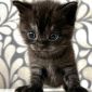 Шотландские Котята объявление Продам уменьшенное изображение 5
