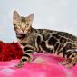 Породистые бенгальские котята объявление Продам уменьшенное изображение 3