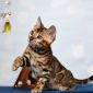 Породистые бенгальские котята объявление Продам уменьшенное изображение 5
