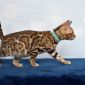 Породистые бенгальские котята объявление Продам уменьшенное изображение 6