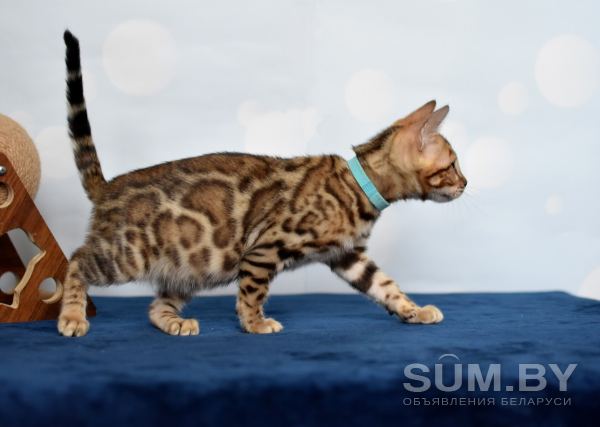 Породистые бенгальские котята объявление Продам уменьшенное изображение 