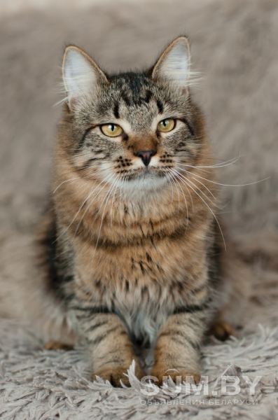 Кастрированный котик (9 месяцев) в дар объявление Отдам даром уменьшенное изображение 