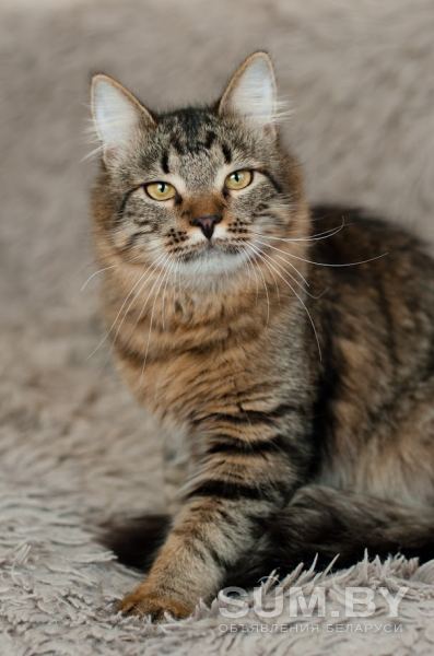 Кастрированный котик (9 месяцев) в дар объявление Отдам даром уменьшенное изображение 
