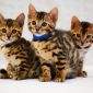 Бенгальские котята с родословной объявление Продам уменьшенное изображение 6