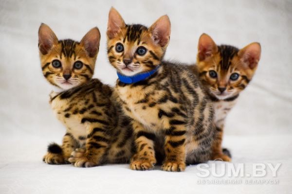 Бенгальские котята с родословной объявление Продам уменьшенное изображение 