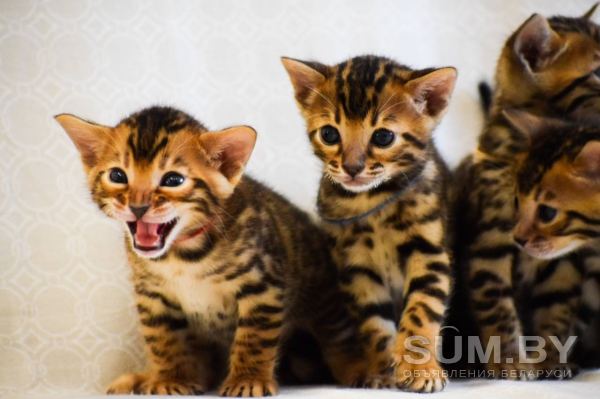 Бенгальские котята с родословной объявление Продам уменьшенное изображение 