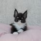 Котенок мейн кун из питомника объявление Продам уменьшенное изображение 1