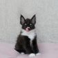 Котенок мейн кун из питомника объявление Продам уменьшенное изображение 4