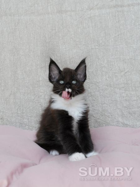 Котенок мейн кун из питомника объявление Продам уменьшенное изображение 