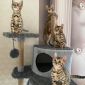 Бенгальские котята с родословной объявление Продам уменьшенное изображение 1