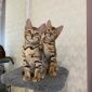Бенгальские котята с родословной объявление Продам уменьшенное изображение 2