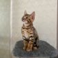 Бенгальские котята с родословной объявление Продам уменьшенное изображение 3