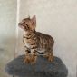 Бенгальские котята с родословной объявление Продам уменьшенное изображение 4