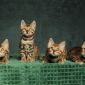 Бенгальские котята из питомника объявление Продам уменьшенное изображение 1
