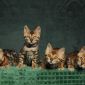 Бенгальские котята из питомника объявление Продам уменьшенное изображение 2