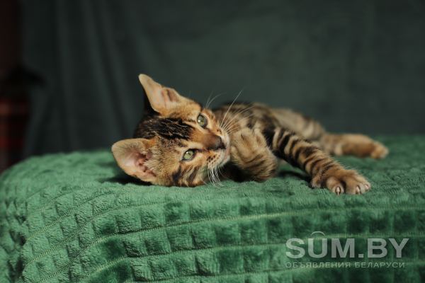 Бенгальские котята из питомника объявление Продам уменьшенное изображение 
