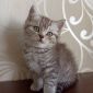 Котёнок британец 2 мес мальчик британские котята Минск объявление Продам уменьшенное изображение 2