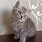 Котёнок британец 2 мес мальчик британские котята Минск объявление Продам уменьшенное изображение 3