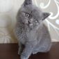 Котёнок британец 2 мес мальчик британские котята Минск объявление Продам уменьшенное изображение 4