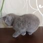 Котёнок британец 2 мес мальчик британские котята Минск объявление Продам уменьшенное изображение 6