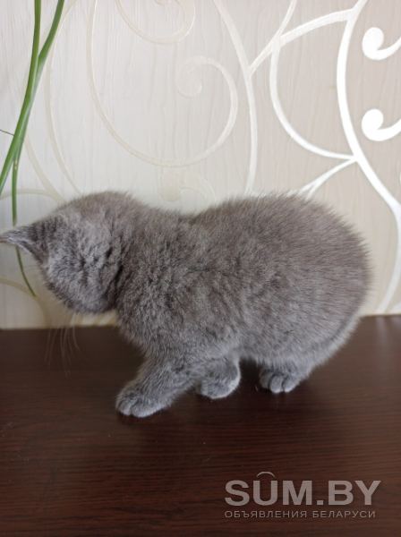 Котёнок британец 2 мес мальчик британские котята Минск объявление Продам уменьшенное изображение 