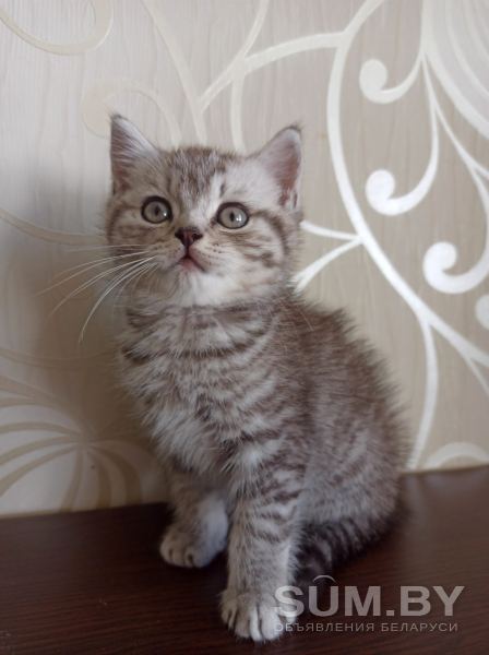 Котёнок британец 2 мес мальчик британские котята Минск объявление Продам уменьшенное изображение 