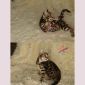 Бенгальские котята объявление Продам уменьшенное изображение 2