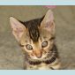 Бенгальские котята объявление Продам уменьшенное изображение 4