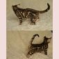 Бенгальские котята объявление Продам уменьшенное изображение 5