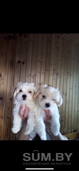 Животные щенки мальтийской болонки объявление Продам уменьшенное изображение 