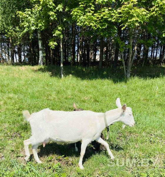 Продам молочную козу объявление Продам уменьшенное изображение 
