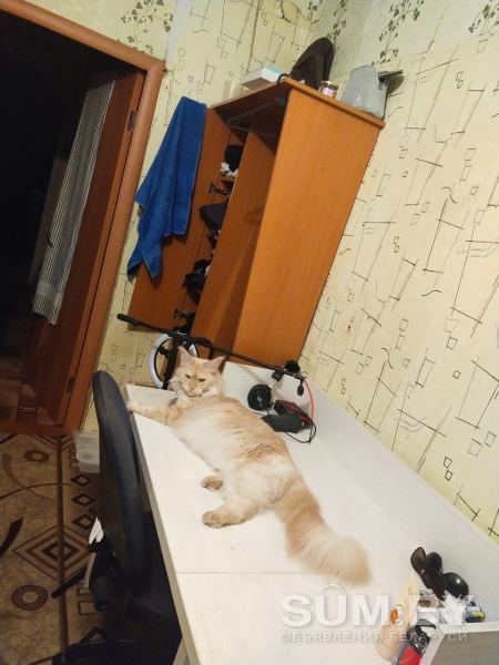 Кошка мейн-кун объявление Продам уменьшенное изображение 