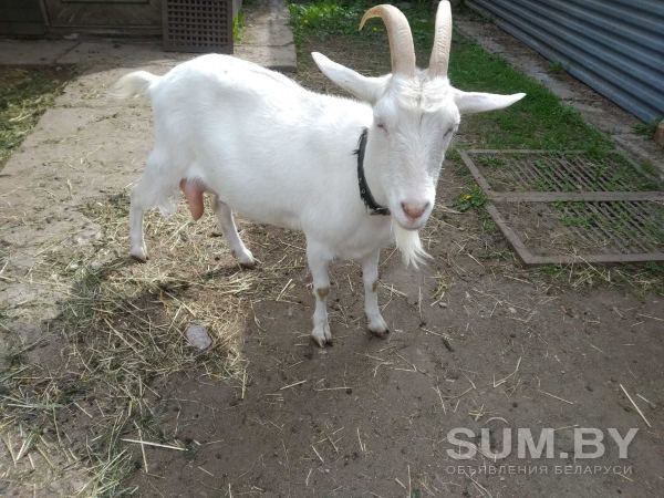 Продается дойная коза альпийской породы объявление Продам уменьшенное изображение 