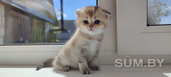 Котята шатланские объявление Продам уменьшенное изображение 