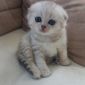 Шотландский вислоухий котенок (мальчик) объявление Продам уменьшенное изображение 1