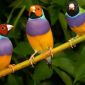 Волнистые попугайчики и другие виды опт объявление Продам уменьшенное изображение 1