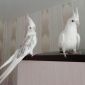 Волнистые попугайчики и другие виды опт объявление Продам уменьшенное изображение 2