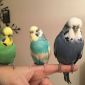 Волнистые попугайчики и другие виды опт объявление Продам уменьшенное изображение 3