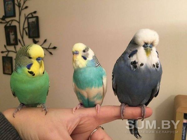 Волнистые попугайчики и другие виды опт объявление Продам уменьшенное изображение 