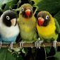 Волнистые попугайчики и другие виды опт объявление Продам уменьшенное изображение 4