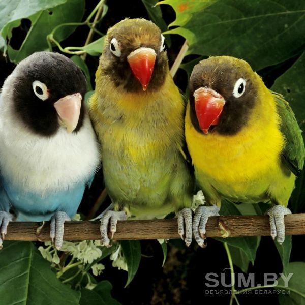 Волнистые попугайчики и другие виды опт объявление Продам уменьшенное изображение 